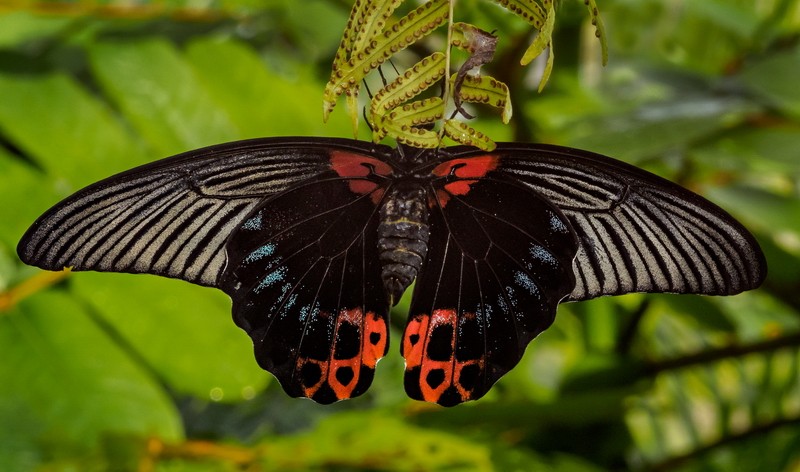 Butterfly in Thailand 